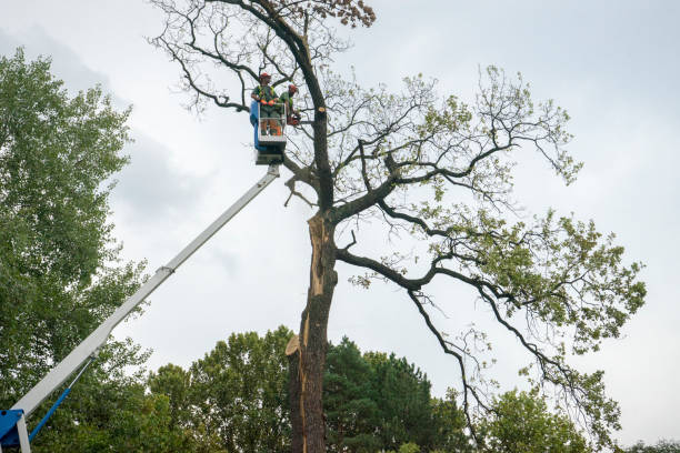 Best Residential Tree Removal  in Mammoth Lakes, CA